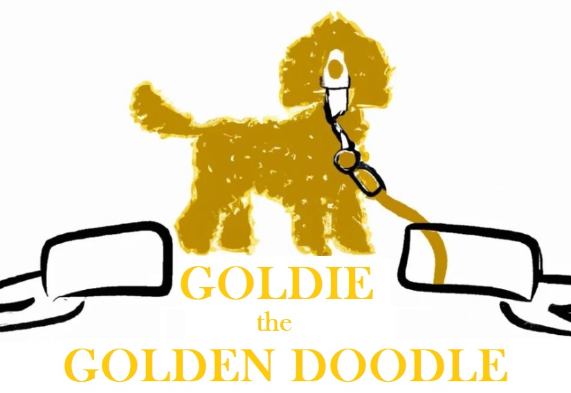 Goldie The Golden Doodle